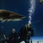 グアムのアンダーウォーターワールドでサメと一緒にダイビング！